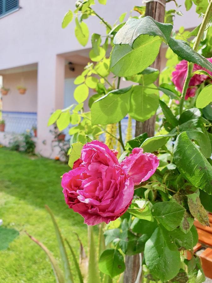 Rosinha Country House Vale de Cambra Exterior foto